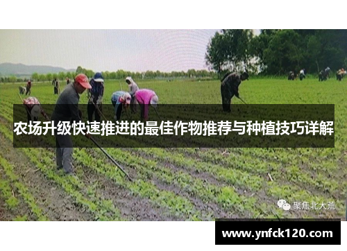 农场升级快速推进的最佳作物推荐与种植技巧详解